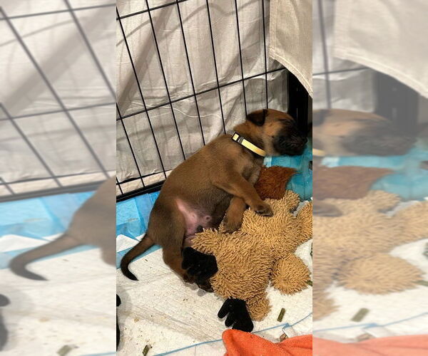 Medium Photo #8 Colonial Cocker Spaniel-Labrador Retriever Mix Puppy For Sale in St. Louis Park, MN, USA