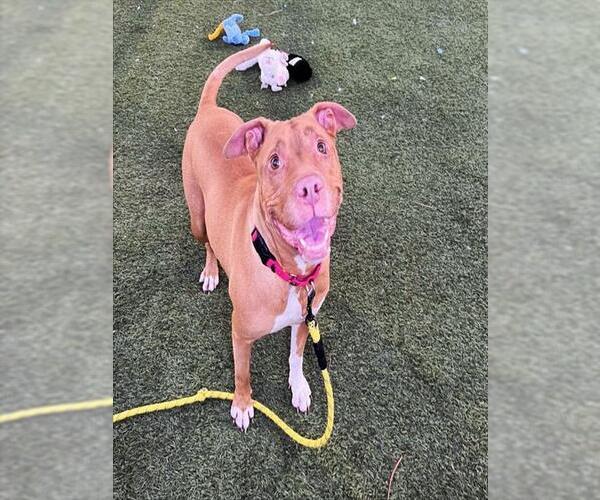 Medium Photo #2 Mutt Puppy For Sale in Las Vegas, NV, USA