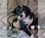 Puppy Blue Jay Border-Aussie