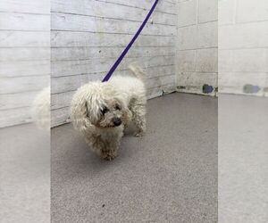 Poodle (Standard) Dogs for adoption in San Bernardino, CA, USA