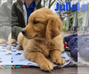 Golden Retriever Puppy for sale in FREMONT, MI, USA