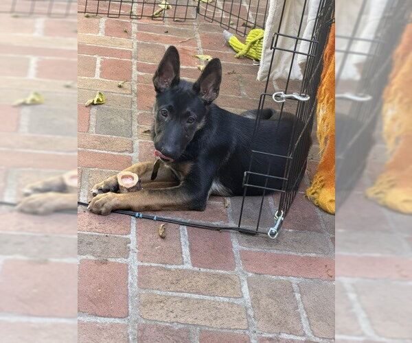 Medium Photo #1 German Shepherd Dog Puppy For Sale in Cupertino, CA, USA