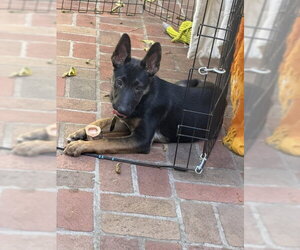 German Shepherd Dog Dogs for adoption in Cupertino, CA, USA