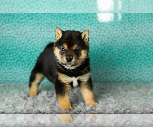 Medium Photo #3 Shiba Inu Puppy For Sale in MILLERSBURG, IN, USA