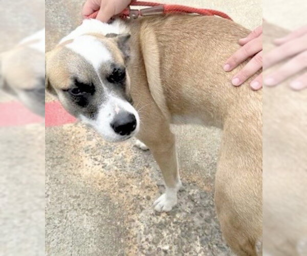 Medium Photo #1 Mutt Puppy For Sale in Houston, TX, USA