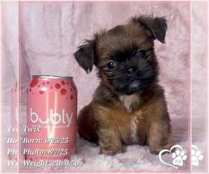 Brussels Griffon Puppy for sale in TEMPE, AZ, USA
