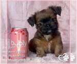 Small Brussels Griffon