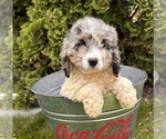 Small #3 Cockapoo