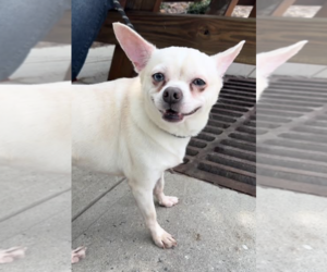 Chihuahua-Unknown Mix Dogs for adoption in Thomasville, NC, USA