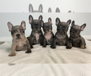 French Bulldog Puppy for sale in RIVERSIDE, CA, USA