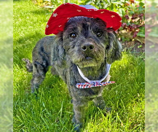 Medium Photo #8 Cocker Spaniel-Poodle (Miniature) Mix Puppy For Sale in Arlington, VA, USA