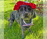 Small #7 Cocker Spaniel-Poodle (Miniature) Mix