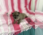 Small #1 French Bulldog