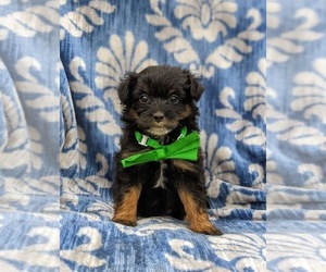 Pom-A-Poo Puppy for sale in OXFORD, PA, USA