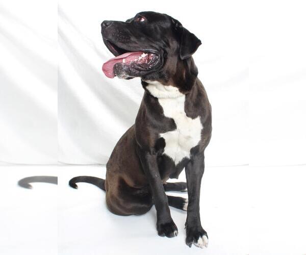 Medium Photo #2 American Pit Bull Terrier-Unknown Mix Puppy For Sale in Burbank, CA, USA