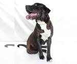Small #1 American Pit Bull Terrier Mix