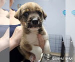 Small #6 Mutt