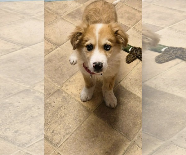 Medium Photo #2 Australian Shepherd-Collie Mix Puppy For Sale in pomfret, CT, USA