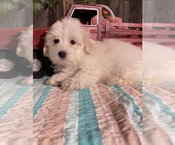 Medium Photo #3 Havaton Puppy For Sale in CANOGA, NY, USA