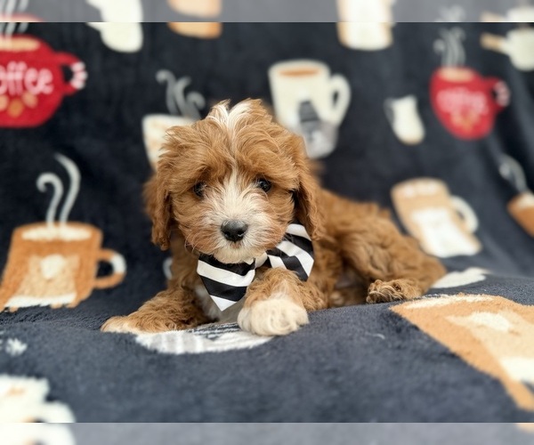 Medium Photo #1 Cavapoo (Miniature) Puppy For Sale in LAKELAND, FL, USA