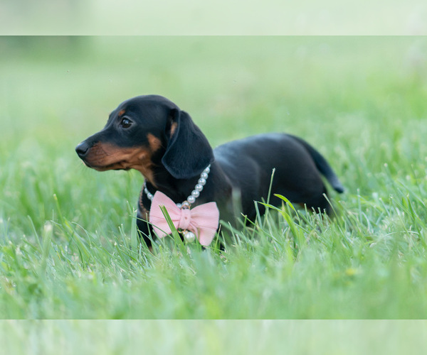 Medium Photo #3 Dachshund Puppy For Sale in WARSAW, IN, USA