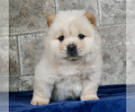 Puppy 11 Chow Chow