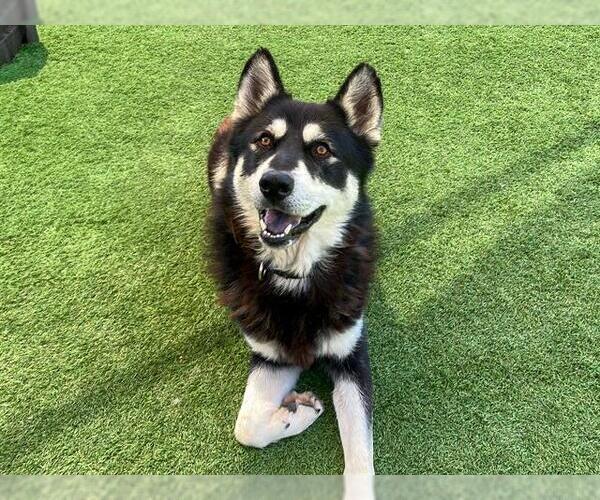 Medium Photo #2 Siberian Husky Puppy For Sale in Orange, CA, USA