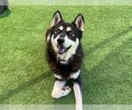 Small #1 Siberian Husky