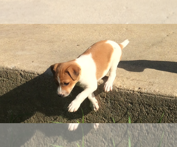 Medium Photo #2 Jack Russell Terrier Puppy For Sale in HURRICANE MILLS, TN, USA