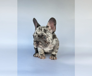 French Bulldog Puppy for sale in PEMBROKE PARK, FL, USA