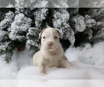 Small Photo #4 American Bully Puppy For Sale in ORANGEBURG, SC, USA