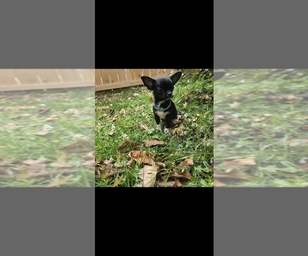 Medium Photo #4 Chihuahua Puppy For Sale in CRAFTON, PA, USA