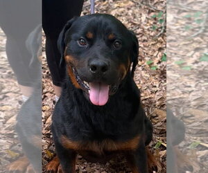 Rottweiler Dogs for adoption in Hillsboro, NH, USA