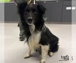 Small Photo #2 Border Collie-Unknown Mix Puppy For Sale in Washington, DC, USA