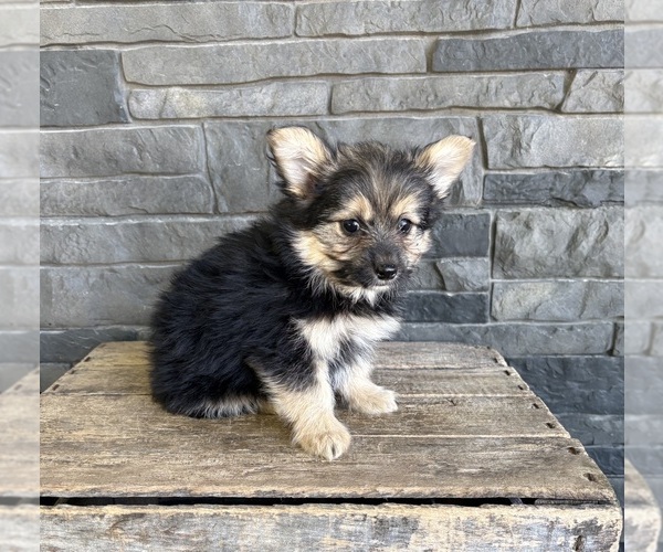 Medium Photo #2 Yoranian Puppy For Sale in MIDDLEBURY, IN, USA
