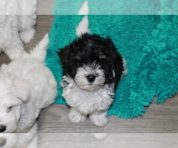 Medium Photo #1 Maltese-Schnoodle (Miniature) Mix Puppy For Sale in PUEBLO WEST, CO, USA