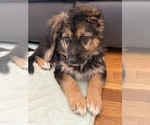 Puppy Bree German Shepherd Dog
