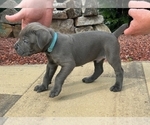 Puppy Puppy 5 Cane Corso