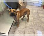 Small American Staffordshire Terrier Mix