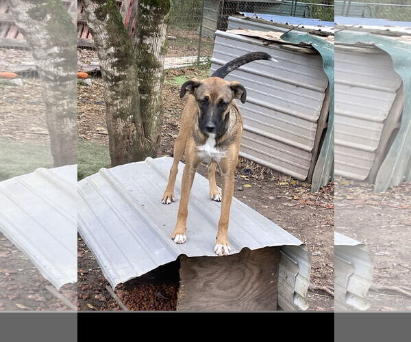 Medium Photo #4 Mutt Puppy For Sale in Tracy City, TN, USA