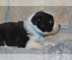 Small Photo #3 Australian Shepherd Puppy For Sale in DIXON, MO, USA