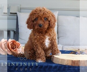 Cavapoo Puppy for sale in LEOLA, PA, USA