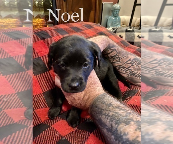 Medium Photo #5 Labrador Retriever Puppy For Sale in CARTHAGE, ME, USA