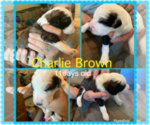 Small Photo #2 Sheepadoodle Puppy For Sale in GILBERT, AZ, USA