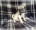 Small #6 Pug