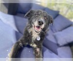 Small #6 Border Collie Mix