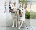 Small #4 Huskies  Mix