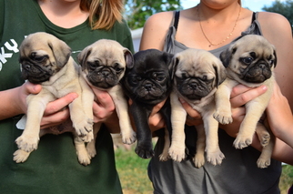 Pug Puppy for sale in BROOMFIELD, CO, USA