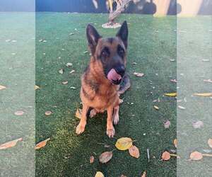 German Shepherd Dog Dogs for adoption in Plantation, FL, USA