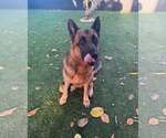 Small German Shepherd Dog